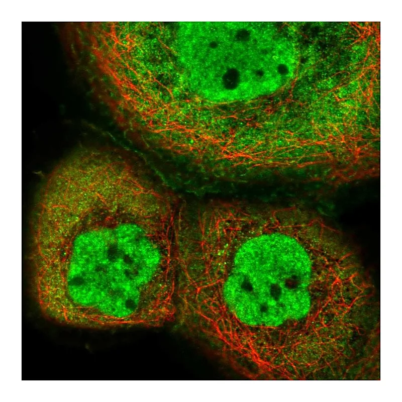 Atlas Antibodies Anti-INTS12 Antibody