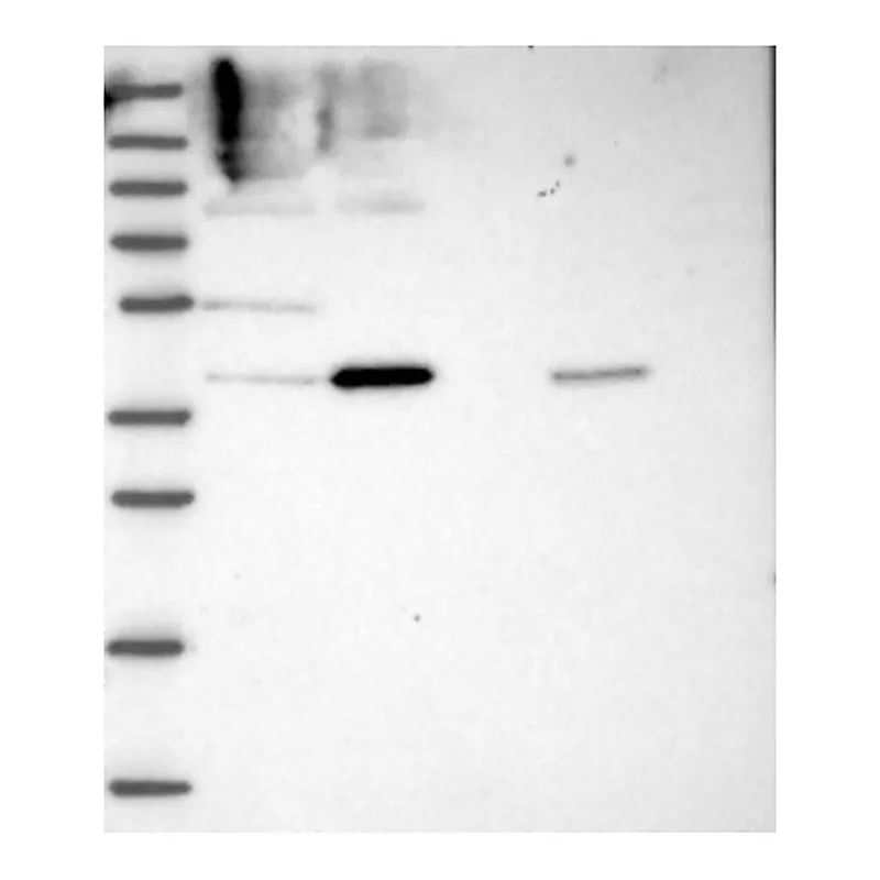 Atlas Antibodies Anti-INTS13 Antibody