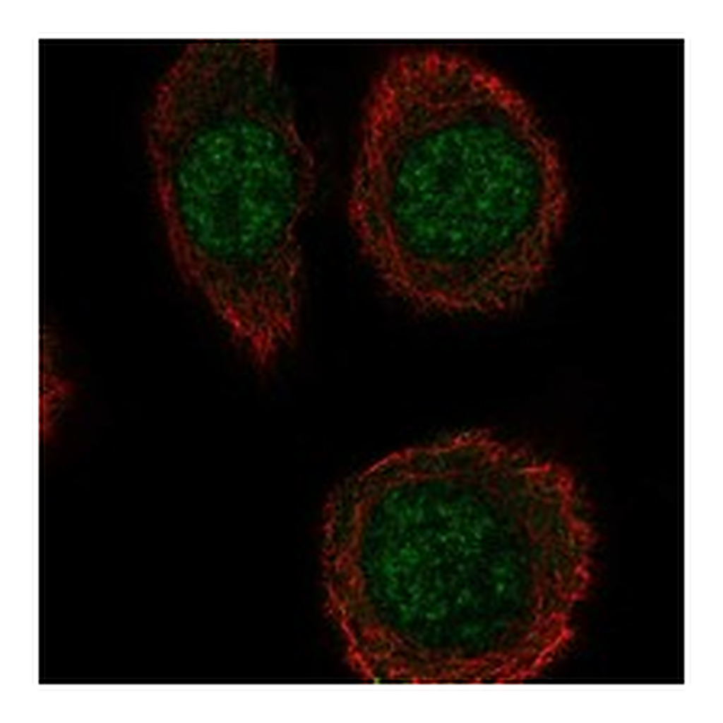 Atlas Antibodies Anti-INTS5 Antibody