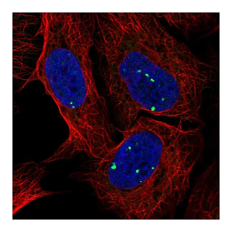 Atlas Antibodies Anti-INTS7 Antibody