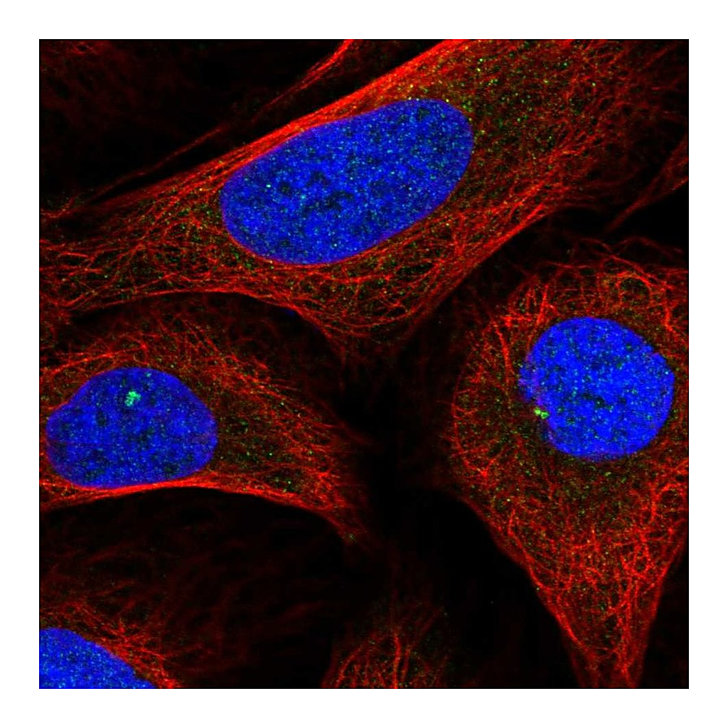 Atlas Antibodies Anti-INTS6L Antibody