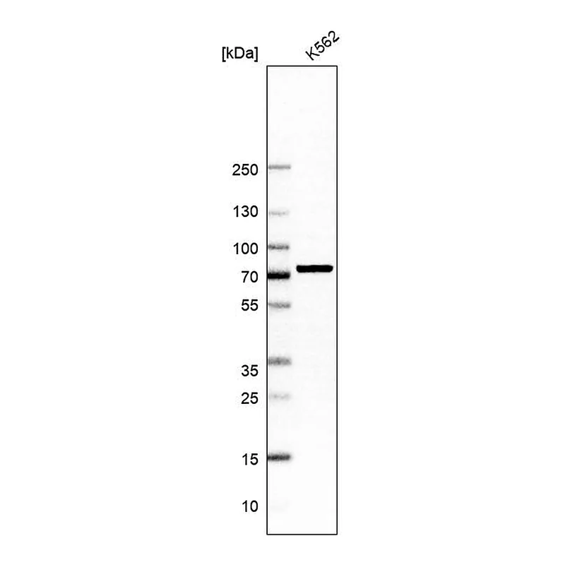 Atlas Antibodies Anti-INTS9 Antibody