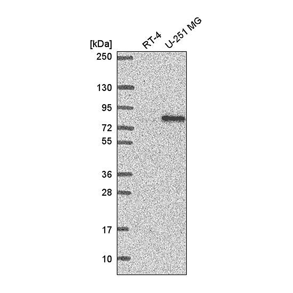 Atlas Antibodies Anti-INTS9 Antibody