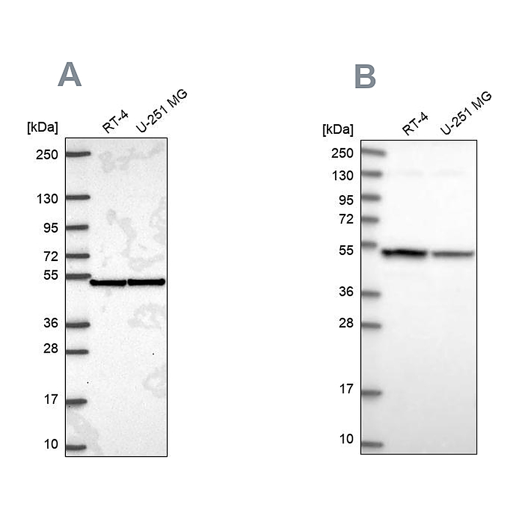 Atlas Antibodies Anti-IPO4 Antibody