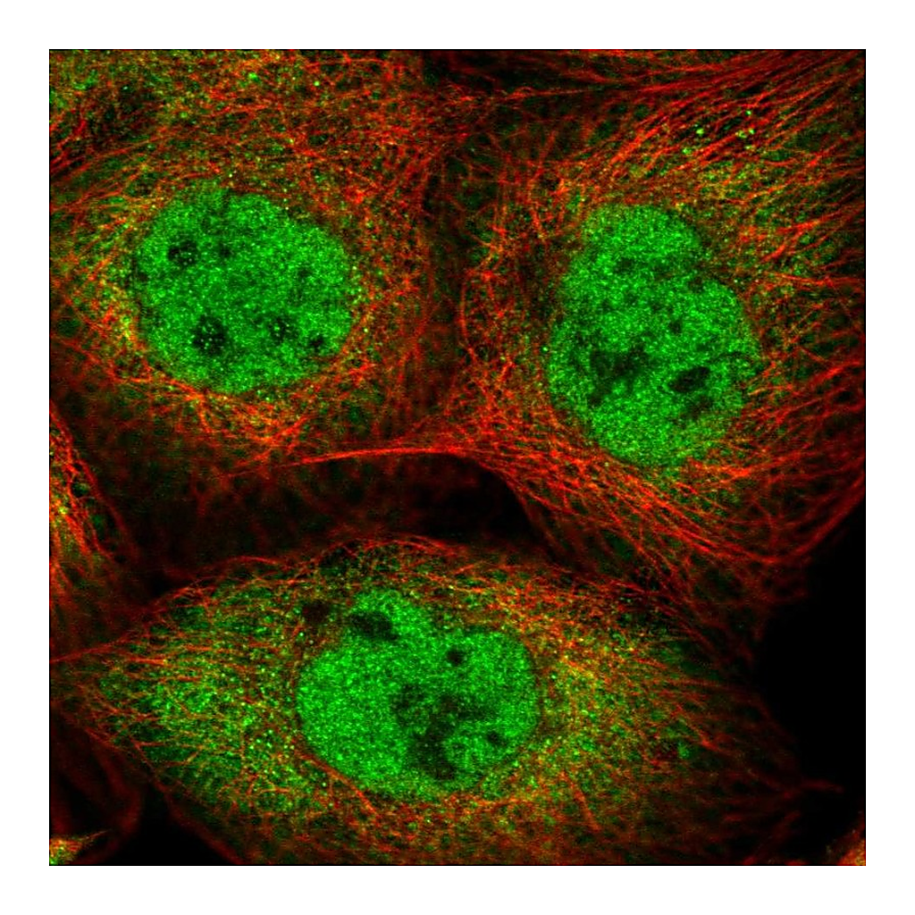 Atlas Antibodies Anti-IPO7 Antibody