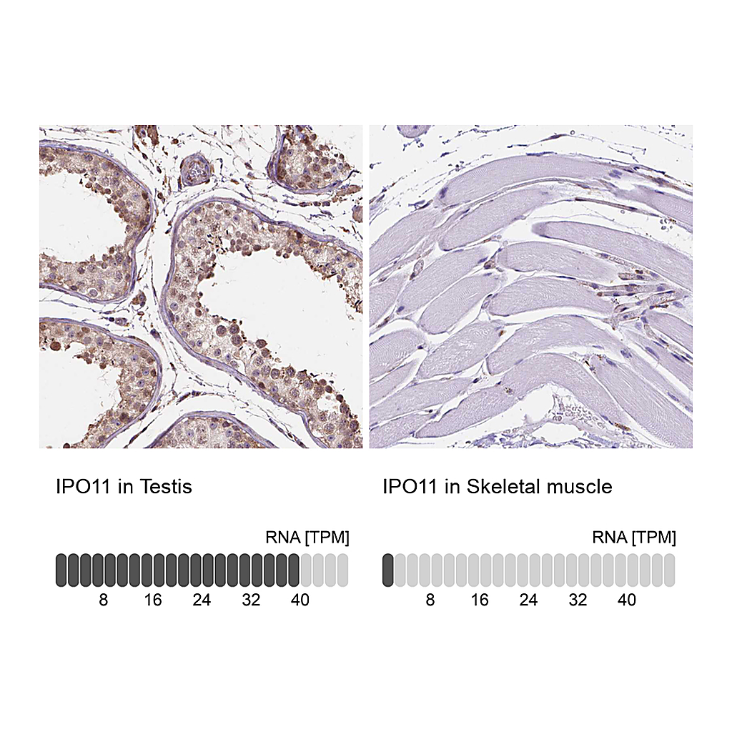 Atlas Antibodies Anti-IPO11 Antibody