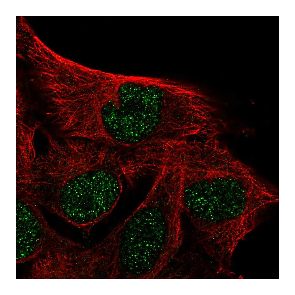 Atlas Antibodies Anti-IQCD Antibody