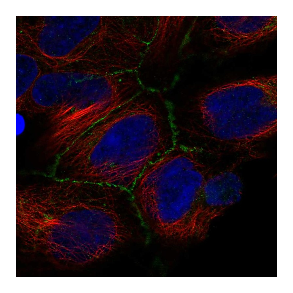 Atlas Antibodies Anti-IREB2 Antibody