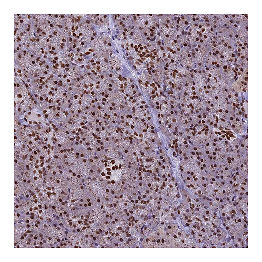 Atlas Antibodies Anti-IRF2BP1 Antibody