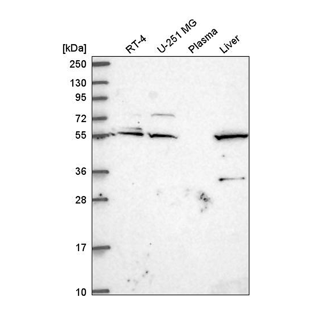 Atlas Antibodies Anti-IRF2BP1 Antibody