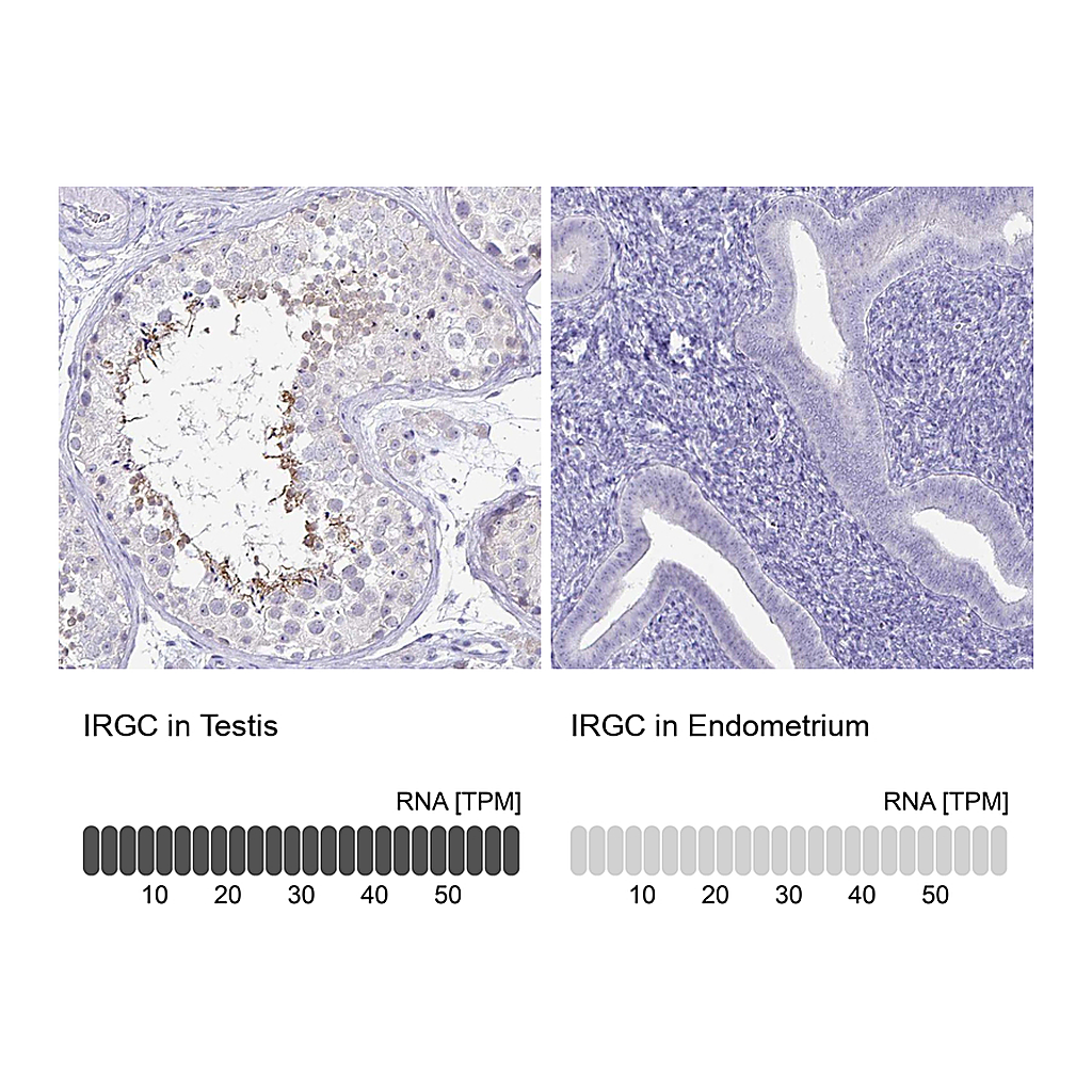 Atlas Antibodies Anti-IRGC Antibody