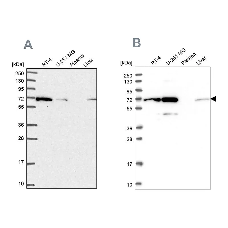 Atlas Antibodies Anti-IRGQ Antibody