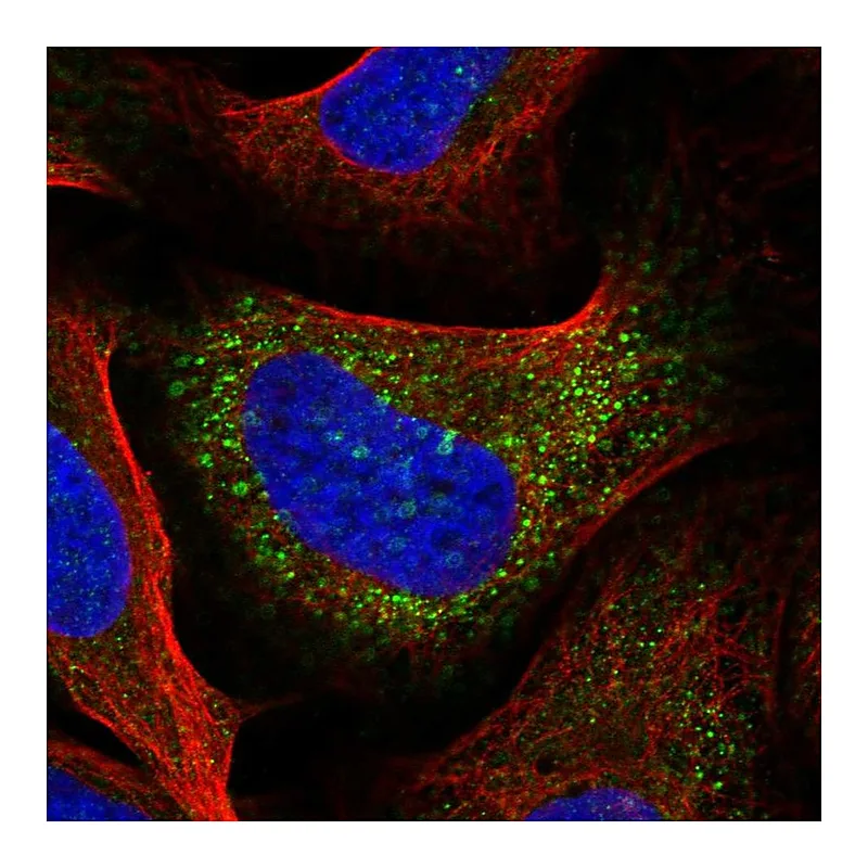 Atlas Antibodies Anti-IRX3 Antibody