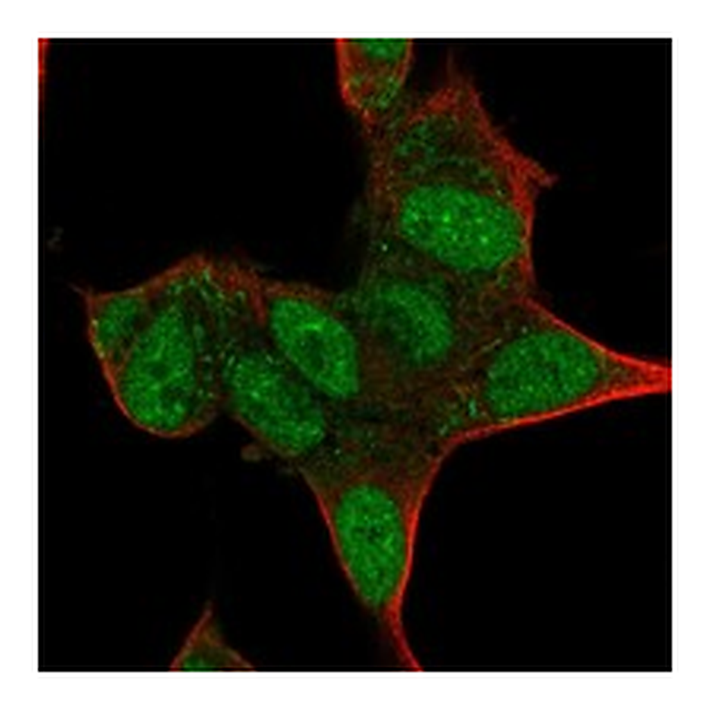 Atlas Antibodies Anti-ISL1 Antibody