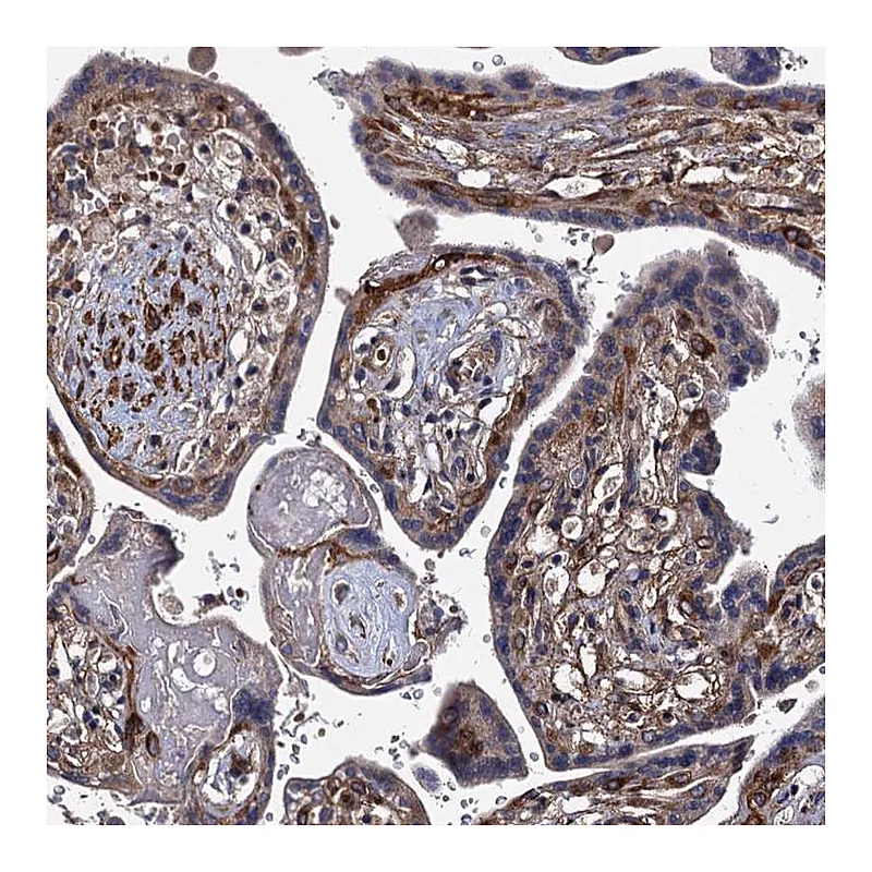 Atlas Antibodies Anti-ISM2 Antibody