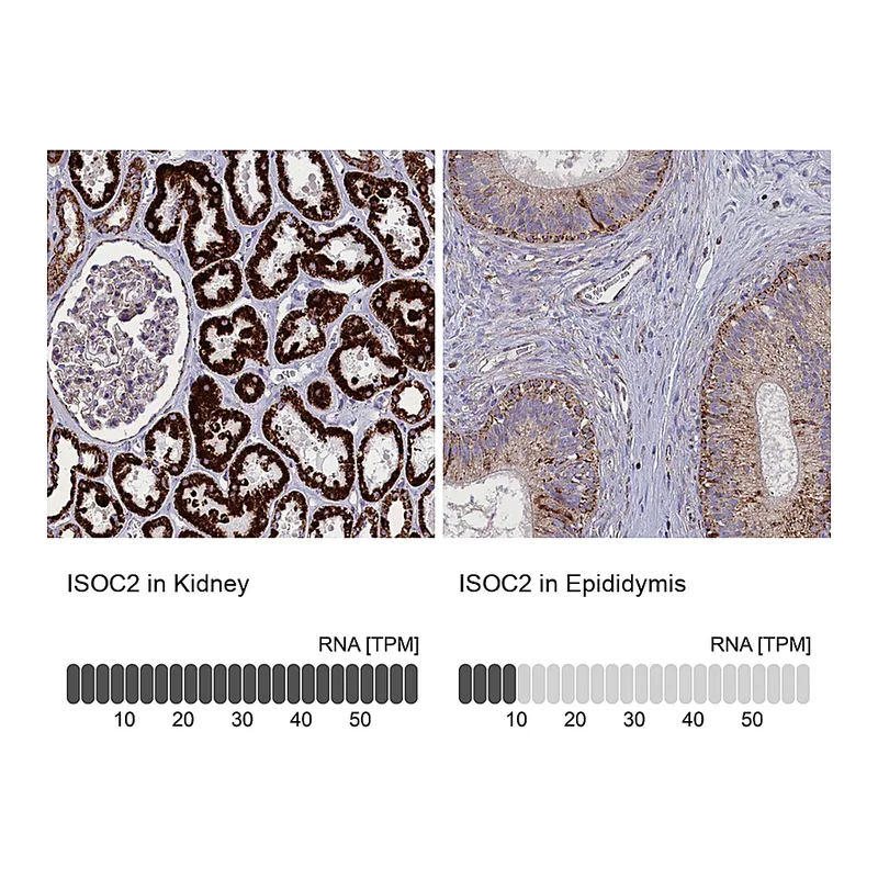 Atlas Antibodies Anti-ISOC2 Antibody