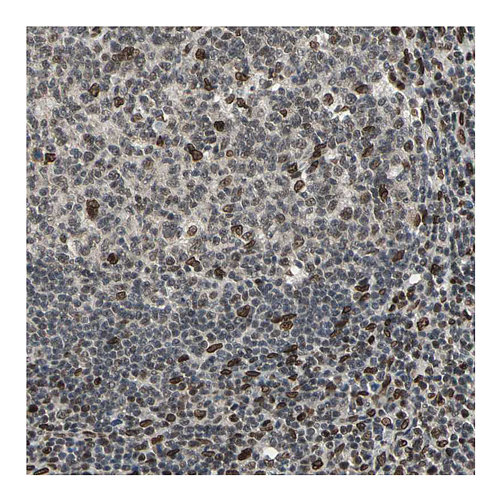 Atlas Antibodies Anti-ISY1 Antibody