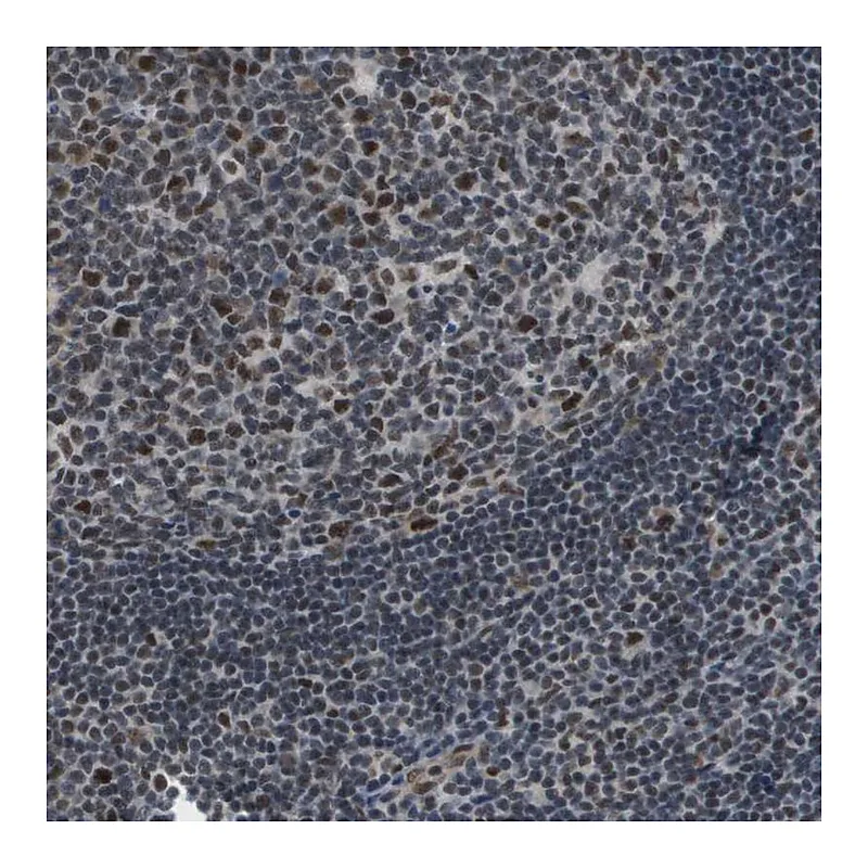 Atlas Antibodies Anti-ISY1 Antibody