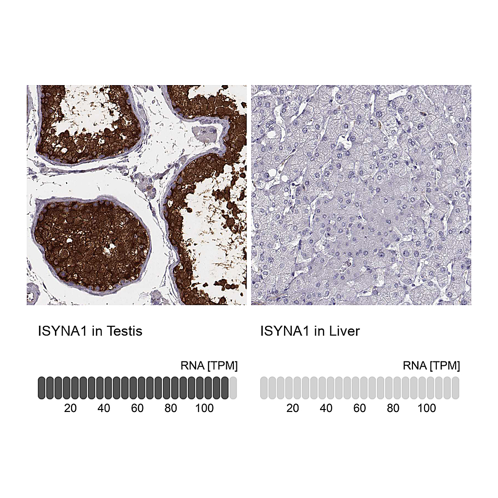 Atlas Antibodies Anti-ISYNA1 Antibody