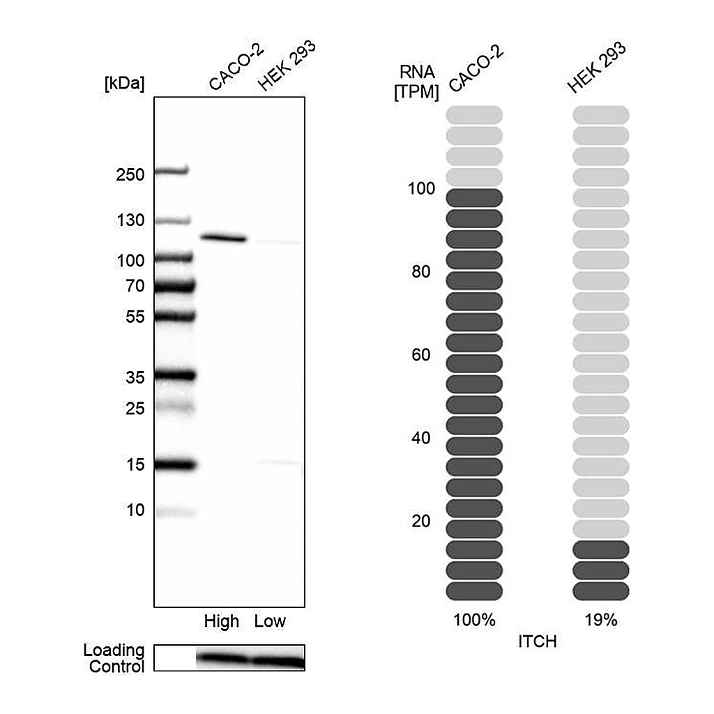 Atlas Antibodies Anti-ITCH Antibody