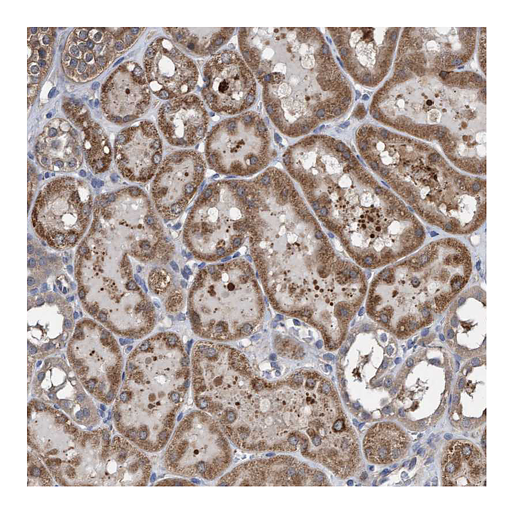 Atlas Antibodies Anti-ITFG1 Antibody