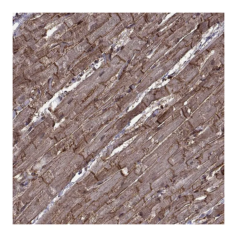 Atlas Antibodies Anti-ITGA7 Antibody