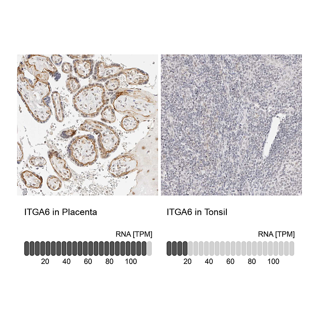 Atlas Antibodies Anti-ITGA6 Antibody