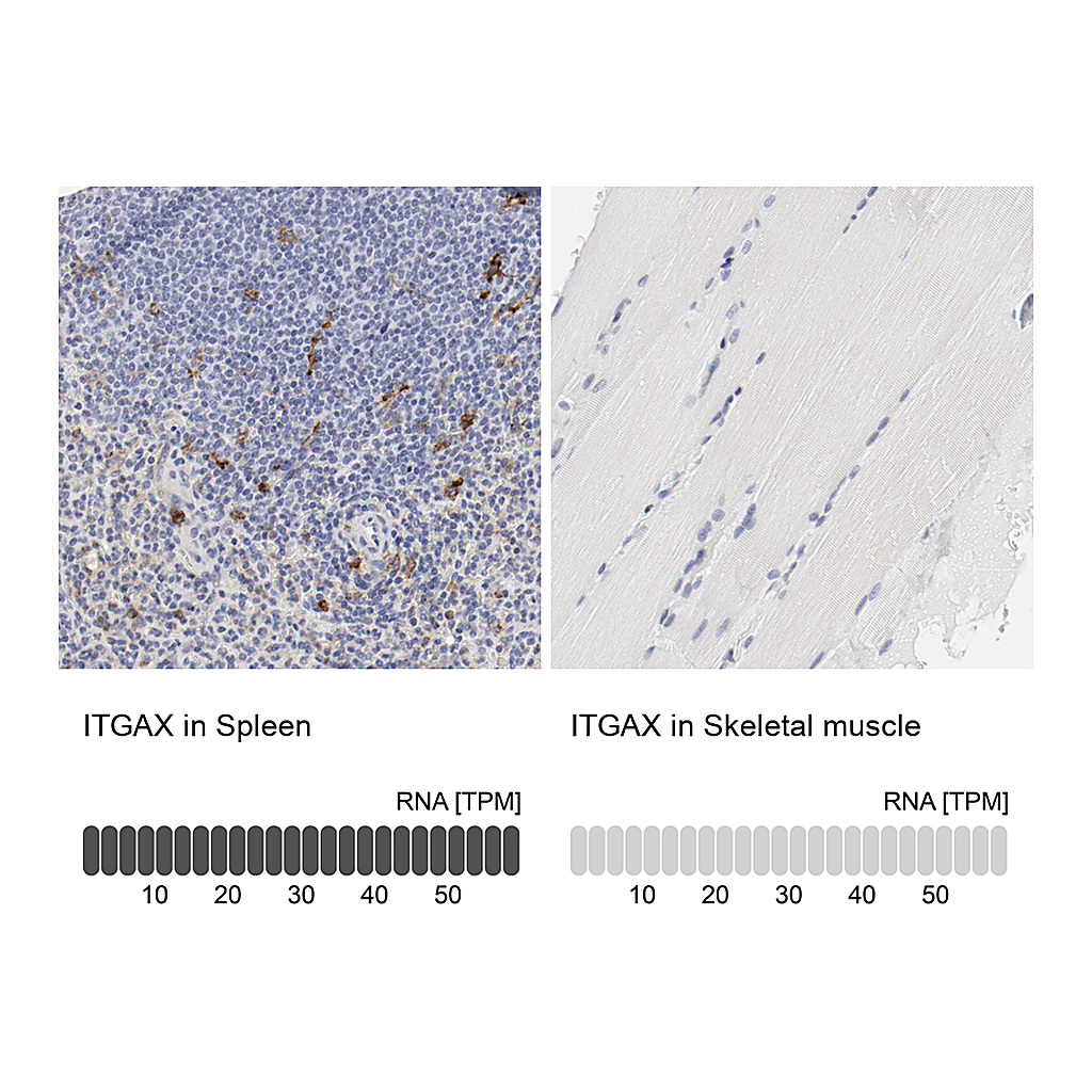 Atlas Antibodies Anti-ITGAX Antibody