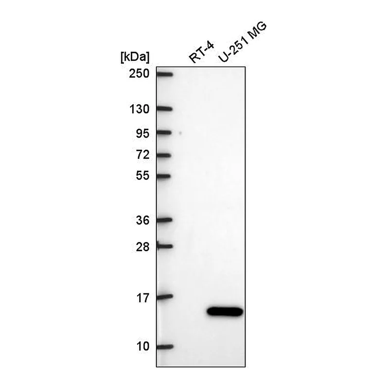 Atlas Antibodies Anti-ITGB1BP1 Antibody