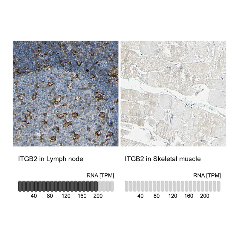 Atlas Antibodies Anti-ITGB2 Antibody