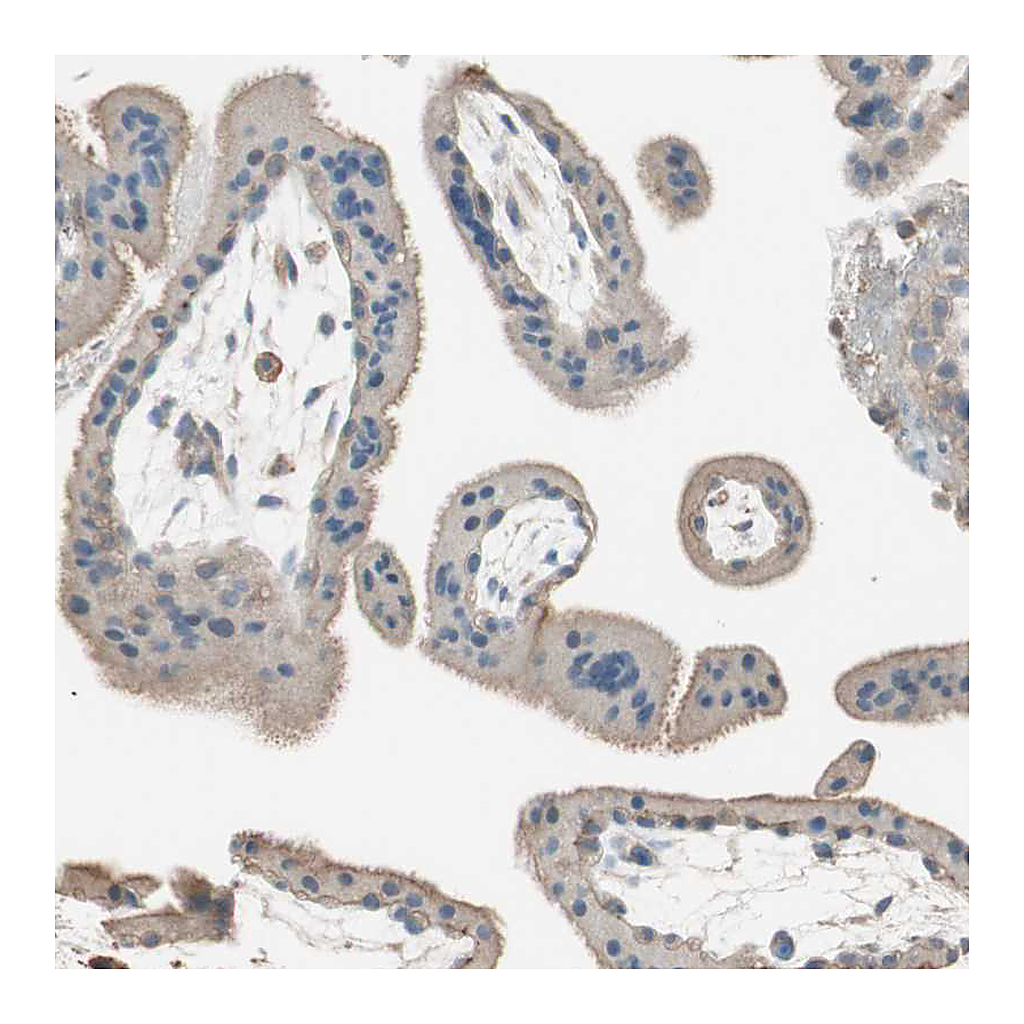 Atlas Antibodies Anti-ITGBL1 Antibody