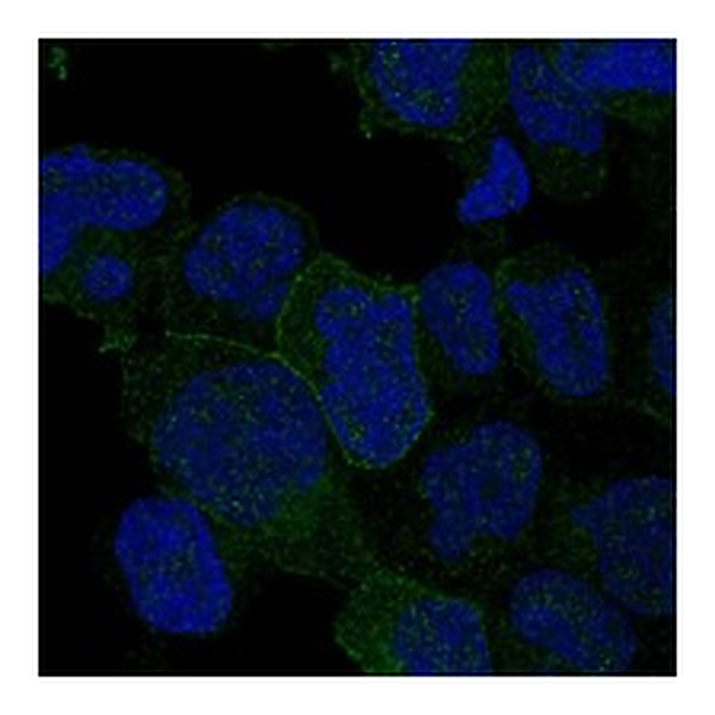 Atlas Antibodies Anti-ITK Antibody