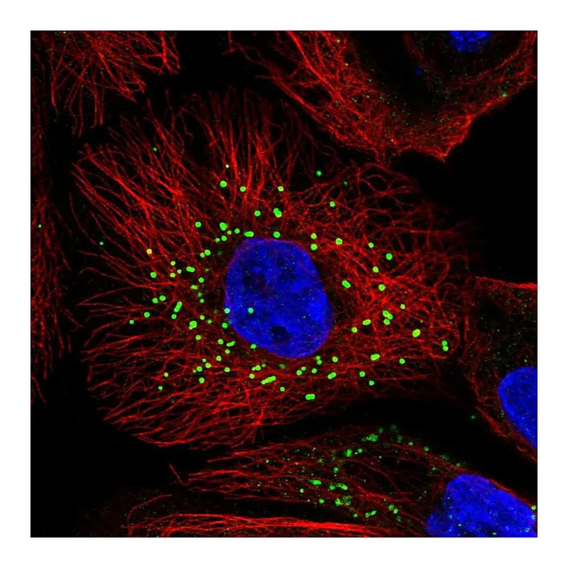 Atlas Antibodies Anti-JAG2 Antibody