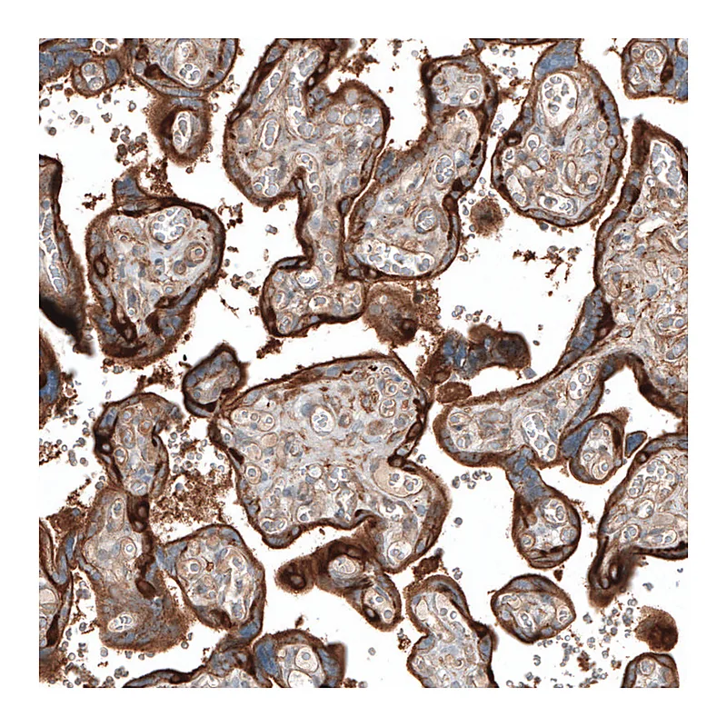 Atlas Antibodies Anti-JAG2 Antibody