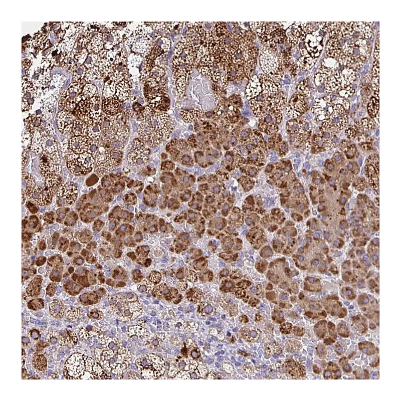Atlas Antibodies Anti-JMJD4 Antibody