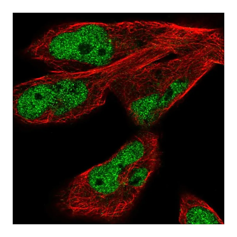 Atlas Antibodies Anti-JMJD1C Antibody