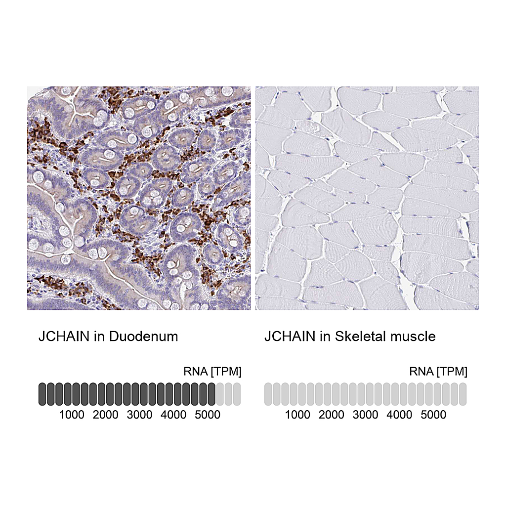 Atlas Antibodies Anti-JCHAIN Antibody