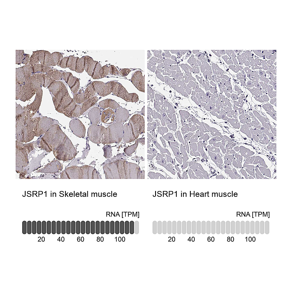 Atlas Antibodies Anti-JSRP1 Antibody