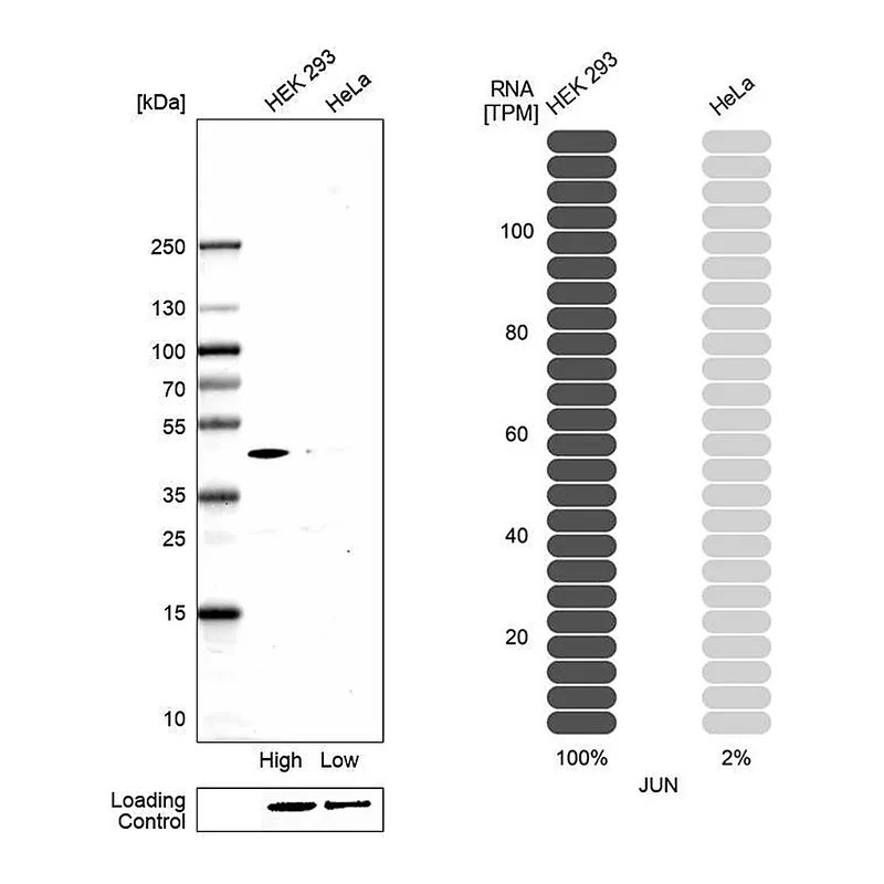 Atlas Antibodies Anti-JUN Antibody