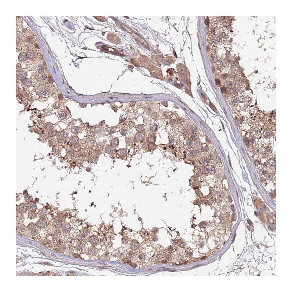 Atlas Antibodies Anti-KANSL1L Antibody