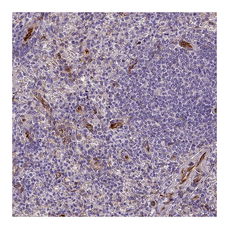 Atlas Antibodies Anti-KAZN Antibody