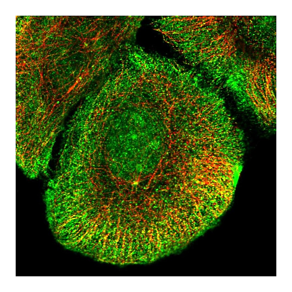 Atlas Antibodies Anti-KCNB2 Antibody