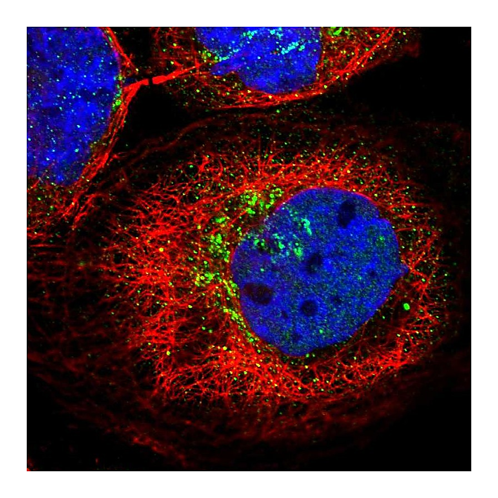 Atlas Antibodies Anti-KCNF1 Antibody