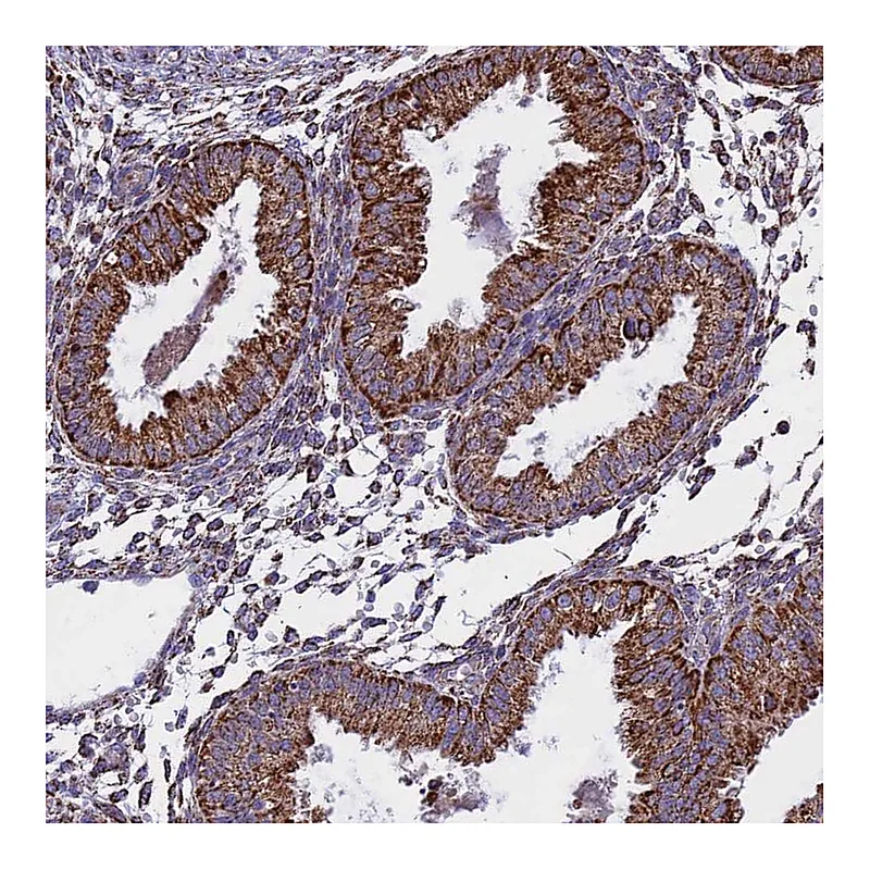 Atlas Antibodies Anti-KCNG1 Antibody