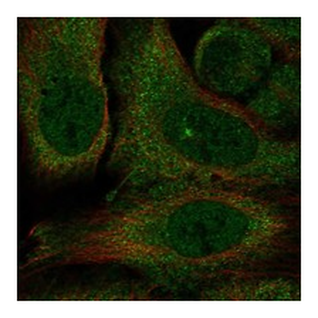 Atlas Antibodies Anti-KCNH5 Antibody