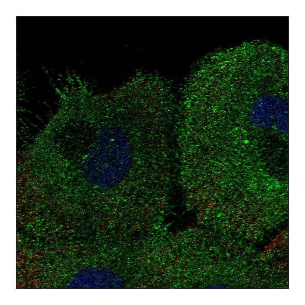 Atlas Antibodies Anti-KCNK7 Antibody
