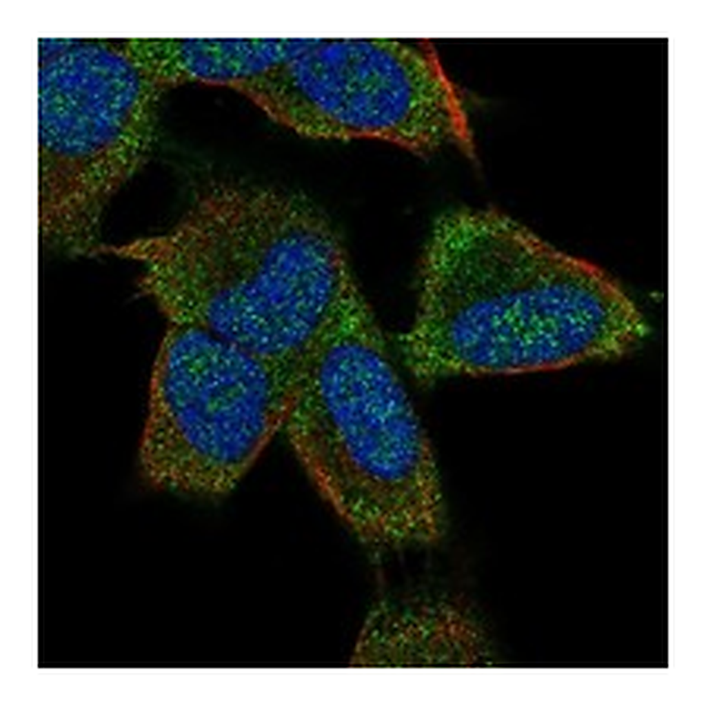 Atlas Antibodies Anti-KCNK9 Antibody
