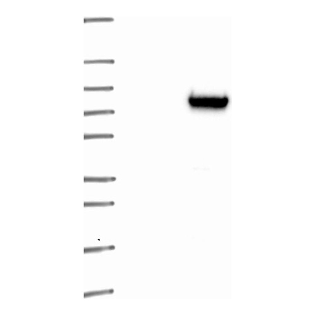 Atlas Antibodies Anti-KCTD1 Antibody