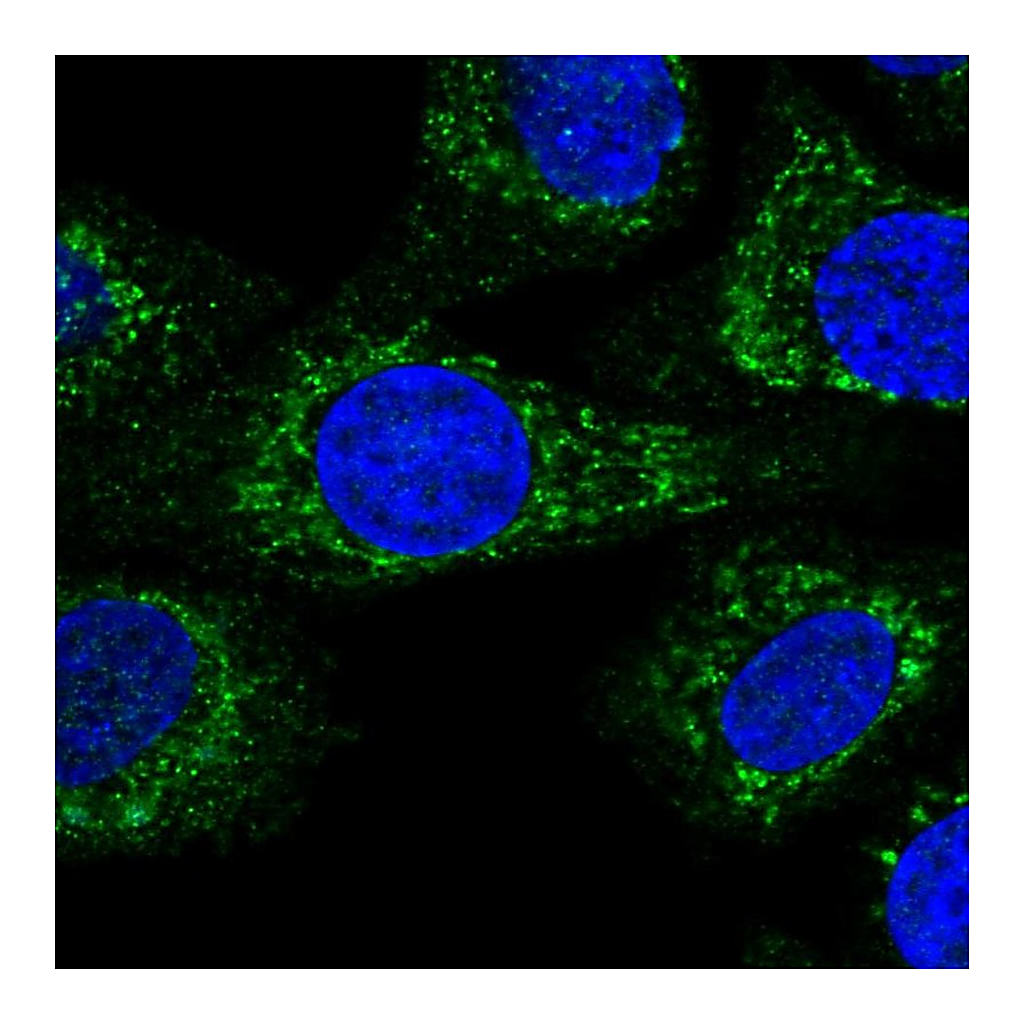 Atlas Antibodies Anti-KCTD18 Antibody