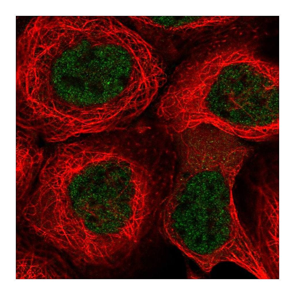 Atlas Antibodies Anti-KCTD9 Antibody